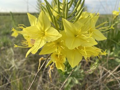 Oenothera rhombipetala, photographed by Owen McElroy