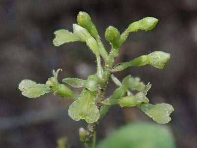 Neottia banksiana, photographed by Nolan Exe