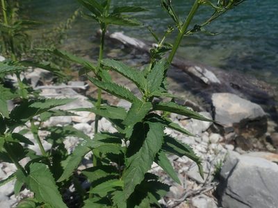 Scrophularia lanceolata, photographed by Nolan Exe