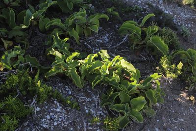 Mesembryanthemum guerichianum, photographed by Tony Rebelo