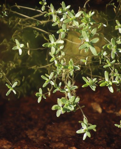 Crassula natans, photographed by Tony Rebelo