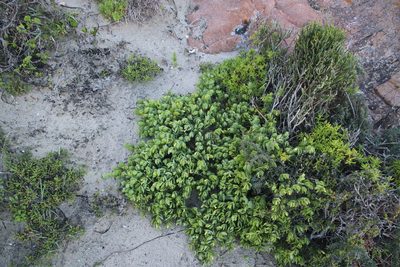 Roepera cordifolia, photographed by Tony Rebelo