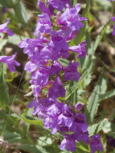 Penstemon venustus, photographed by RJ Baltierra