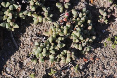 Oscularia steenbergensis, photographed by Tony Rebelo