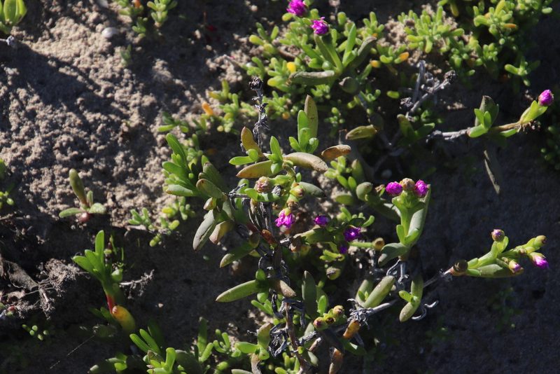 Ruschia langebaanensis, photographed by Tony Rebelo