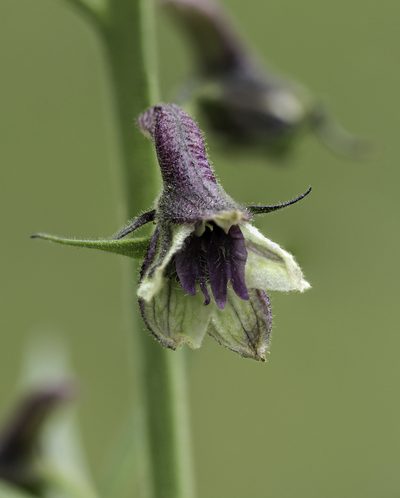 Delphinium sapellonis, photographed by Craig Martin