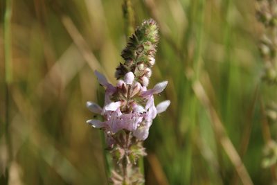 Stachys stebbinsii, photographed by Millie Basden
