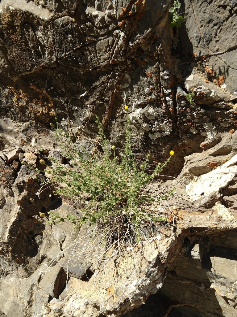Perityle inyoensis, photographed by rockybajada