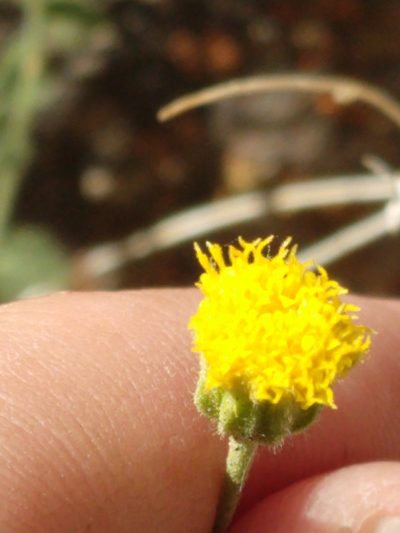Perityle inyoensis, photographed by rockybajada