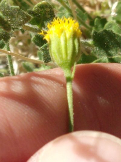 Perityle inyoensis, photographed by rockybajada