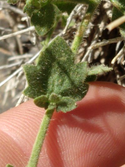 Perityle inyoensis, photographed by rockybajada