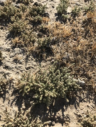 Atriplex parishii, photographed by Scott Yarger