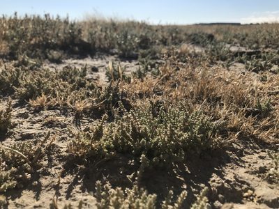 Atriplex parishii, photographed by Scott Yarger