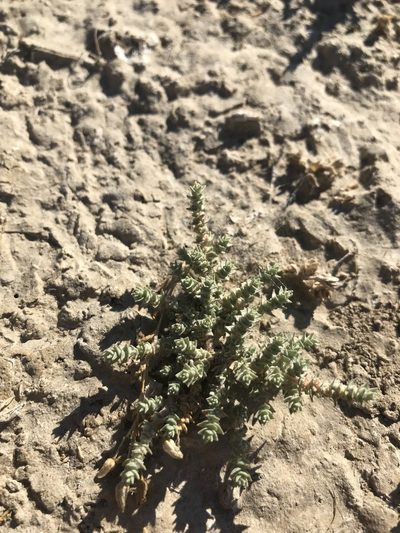 Atriplex parishii, photographed by Scott Yarger