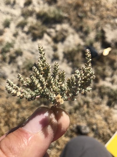 Atriplex parishii, photographed by Scott Yarger