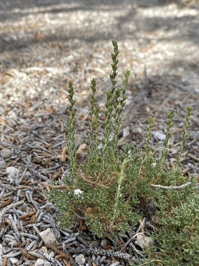 Artemisia pygmaea, photographed by Matt Berger