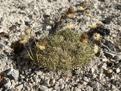Erigeron compactus, photographed by Matt Berger