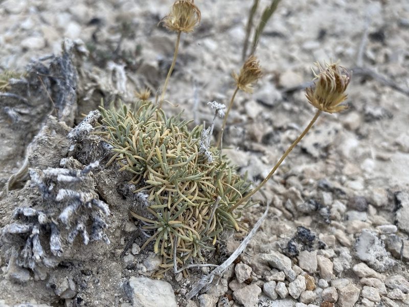 Erigeron compactus, photographed by Matt Berger
