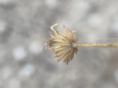 Erigeron compactus, photographed by Matt Berger