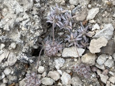 Eriogonum villiflorum, photographed by Matt Berger