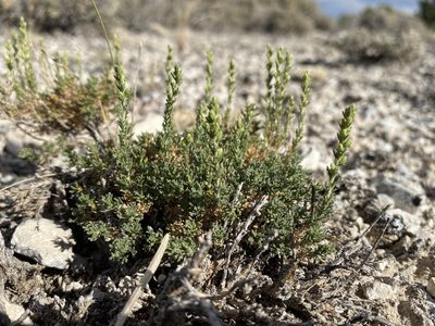 Artemisia pygmaea, photographed by Matt Berger