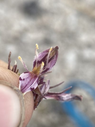 Cordylanthus kingii, photographed by Matt Berger