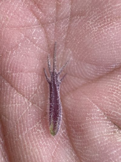Cordylanthus kingii, photographed by Matt Berger