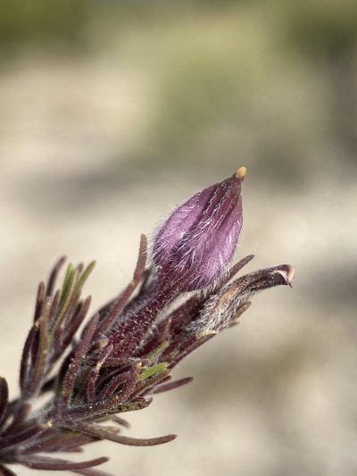 Cordylanthus kingii, photographed by Matt Berger