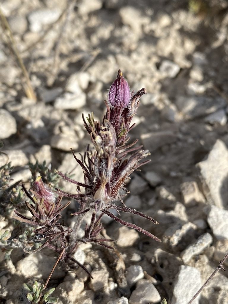 Cordylanthus kingii, photographed by Matt Berger