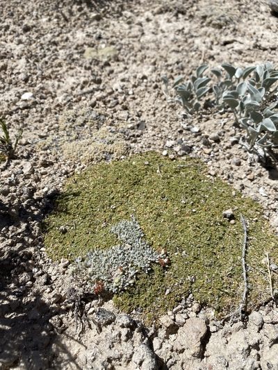 Lepidium nanum, photographed by Matt Berger
