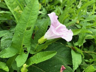 Calystegia pubescens, photographed by Yoshimasa Uchiyama
