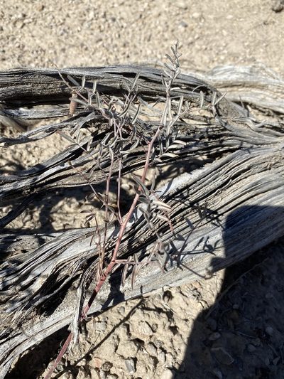 Astragalus atratus, photographed by Matt Berger