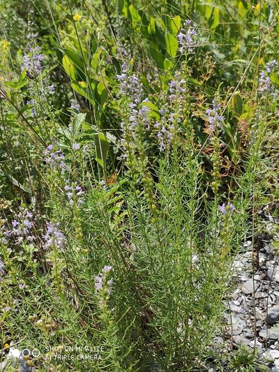 Veronica pinnata, photographed by Татьяна Фирсова