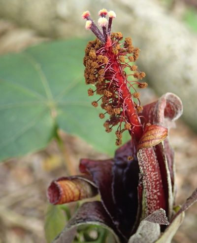 Hibiscadelphus giffardianus, photographed by Cos