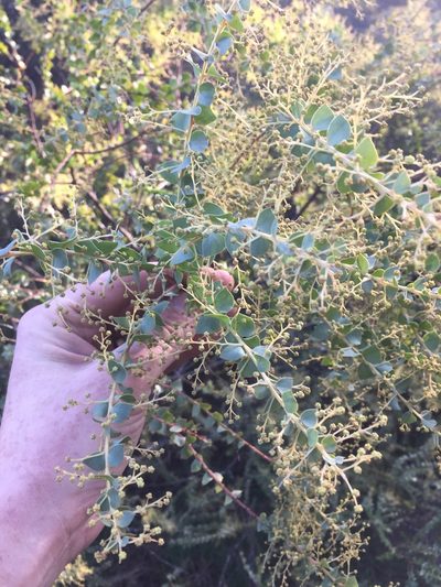 Acacia pravissima, photographed by gregs