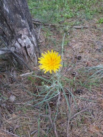 Tragopogon heterospermus, photographed by Aurelijus Narbutas
