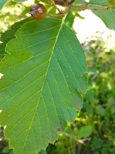 Hedlundia mougeotii, photographed by Ben Costamagna