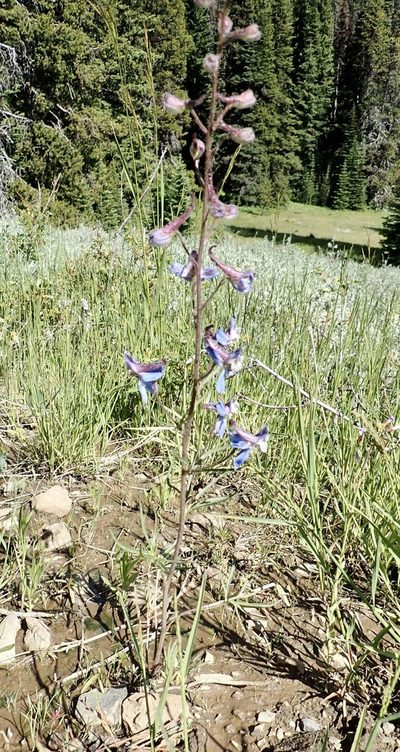Delphinium lineapetalum, photographed by John Brew