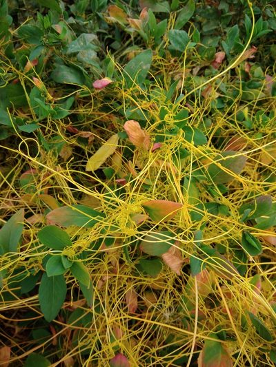 Cuscuta australis, photographed by Valerii Darmostuk