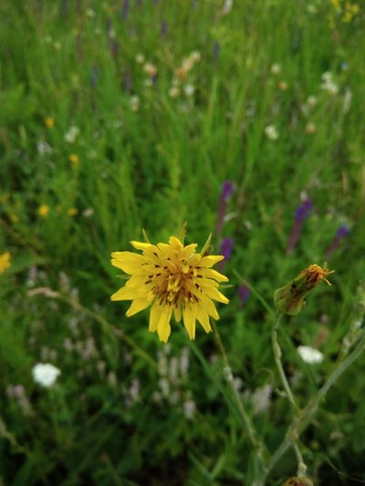 Tragopogon podolicus, photographed by Valerii Darmostuk