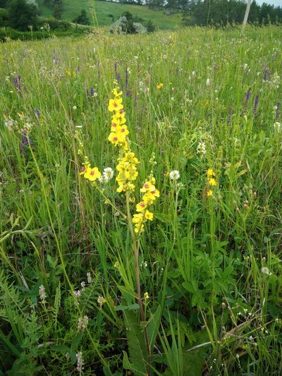 Verbascum chaixii, photographed by Valerii Darmostuk