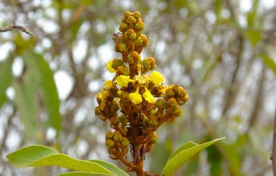 Heteropterys laurifolia, photographed by Francisco Farriols Sarabia