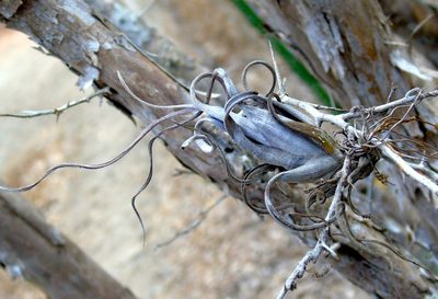 Tillandsia intermedia, photographed by Francisco Farriols Sarabia