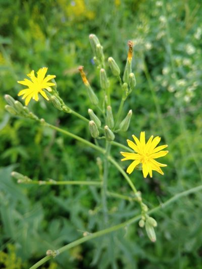 Lactuca quercina, photographed by Valerii Darmostuk