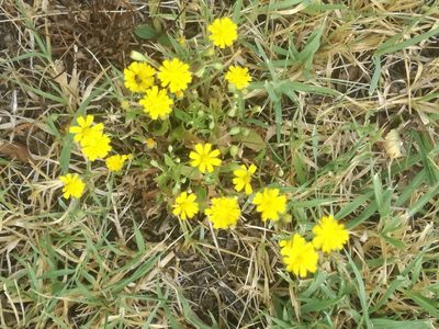 Crepis bursifolia, photographed by Andrea Meucci