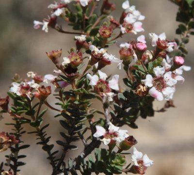 Ericomyrtus serpyllifolia, photographed by Margaret Langley