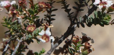 Ericomyrtus serpyllifolia, photographed by Margaret Langley