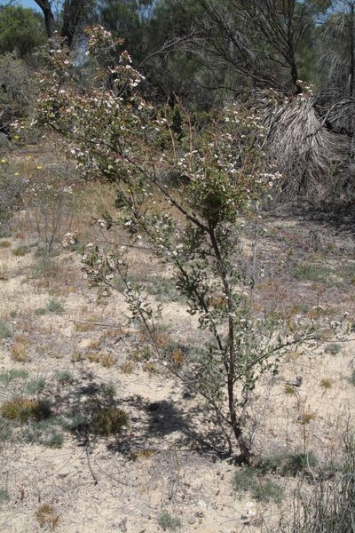 Ericomyrtus serpyllifolia, photographed by Margaret Langley