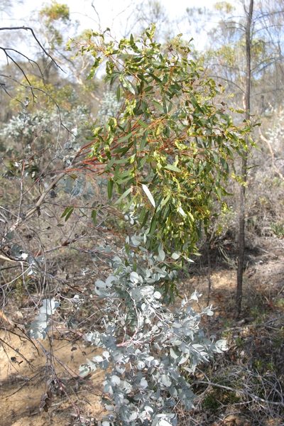 Eucalyptus albida, photographed by Margaret Langley