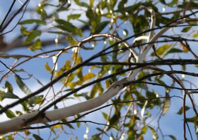 Eucalyptus albida, photographed by Margaret Langley
